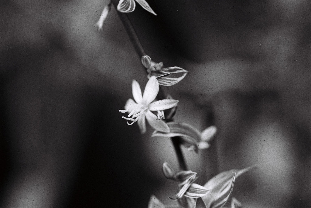 NiL : LUCKY SHD 400