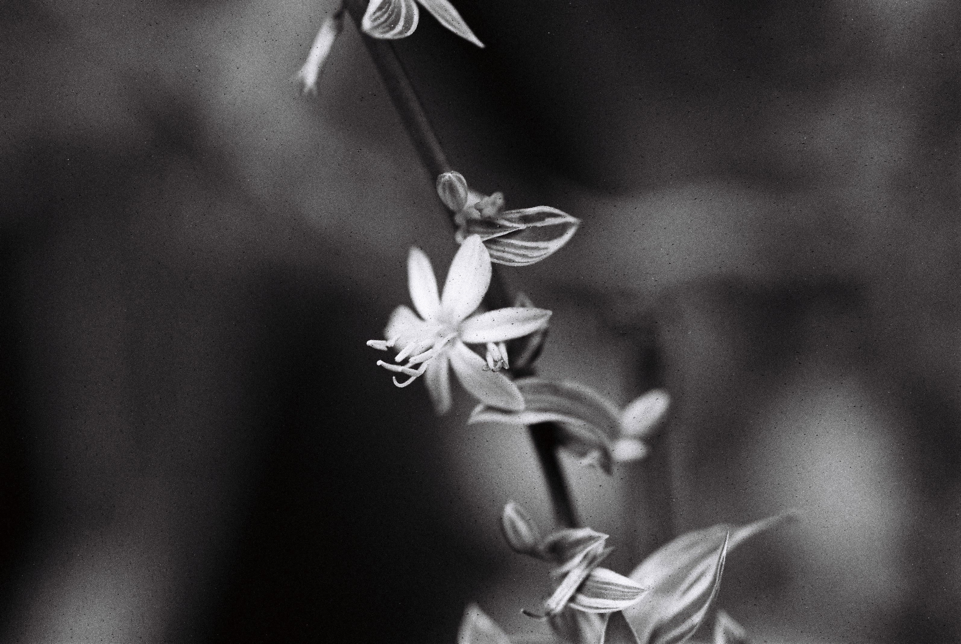 NiL : LUCKY SHD 400