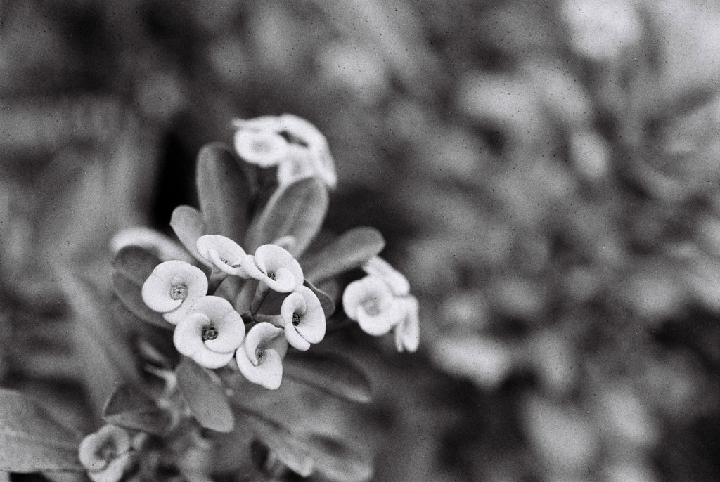 NiL : LUCKY SHD 400