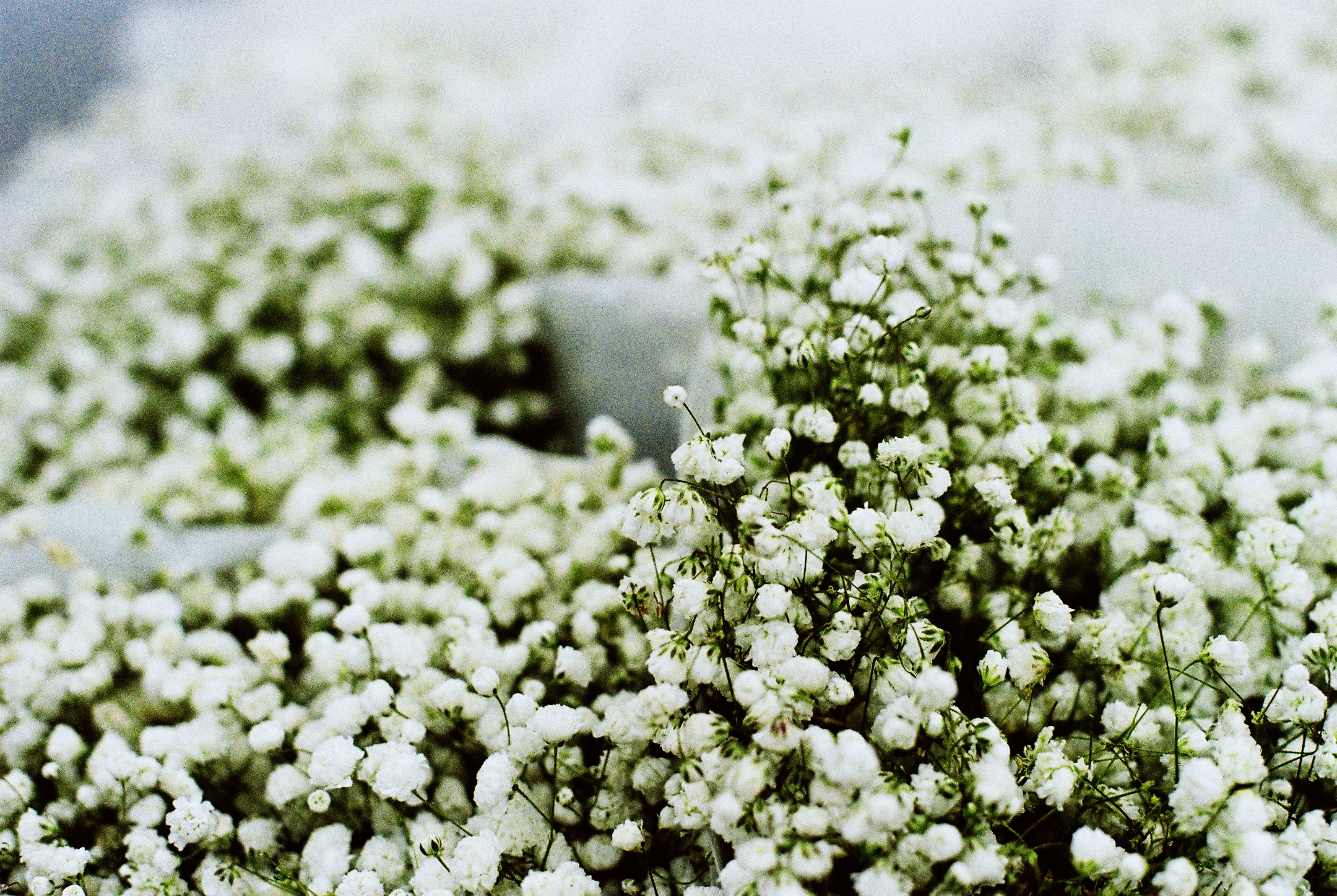 KODAK GOLD 200 EASTMAN