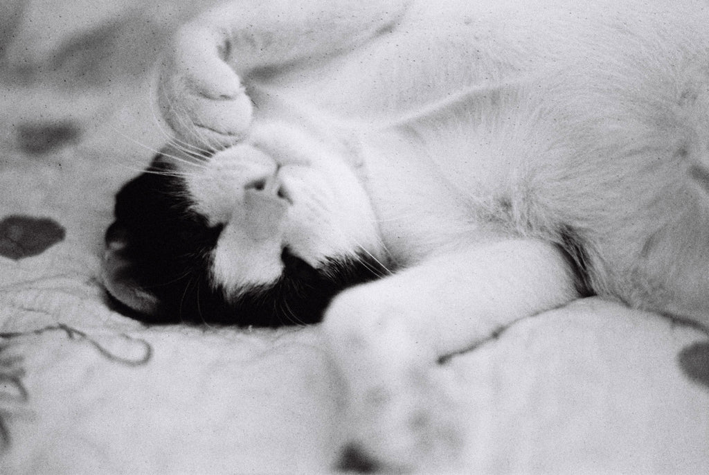 NiL : LUCKY SHD 400