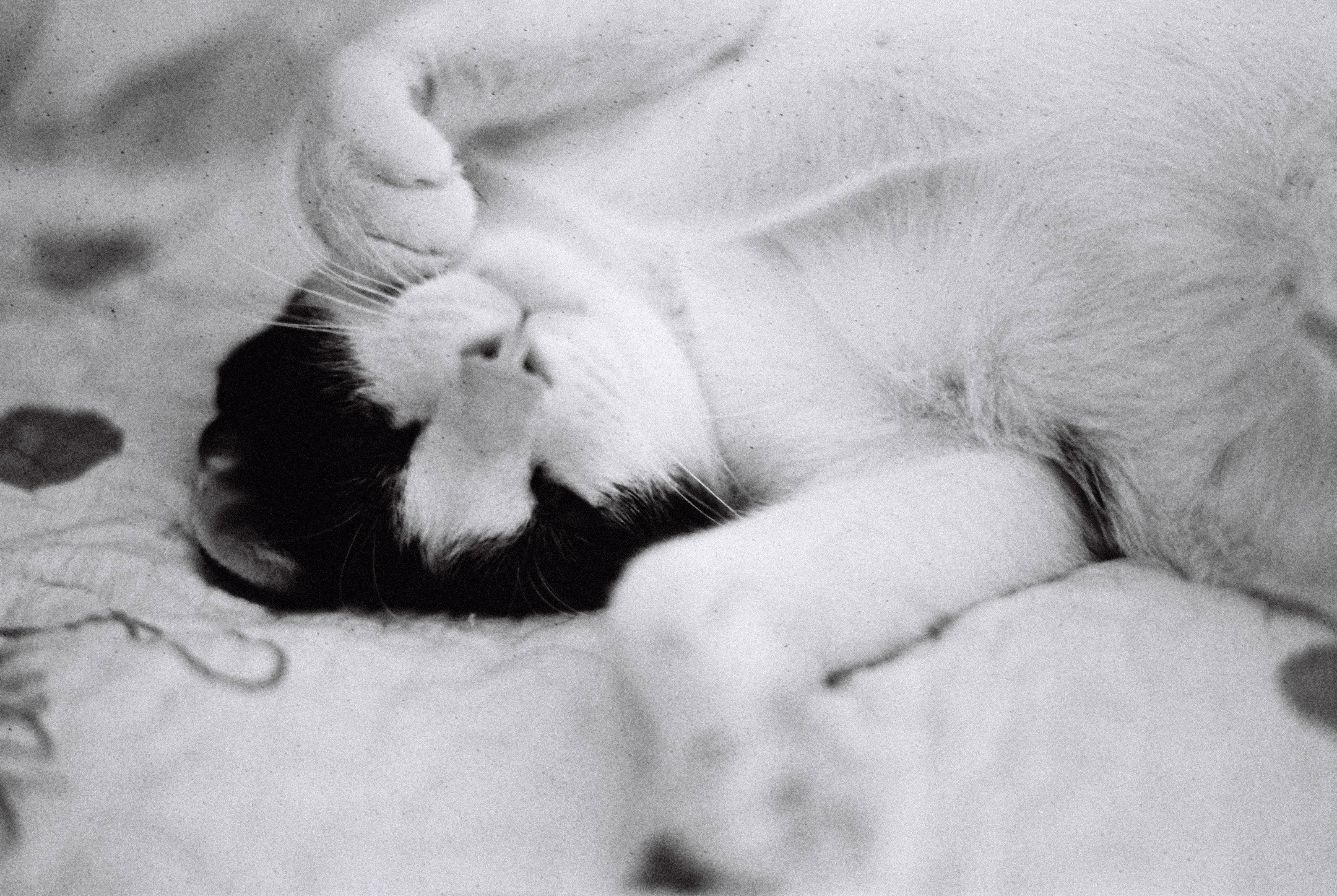 NiL : LUCKY SHD 400