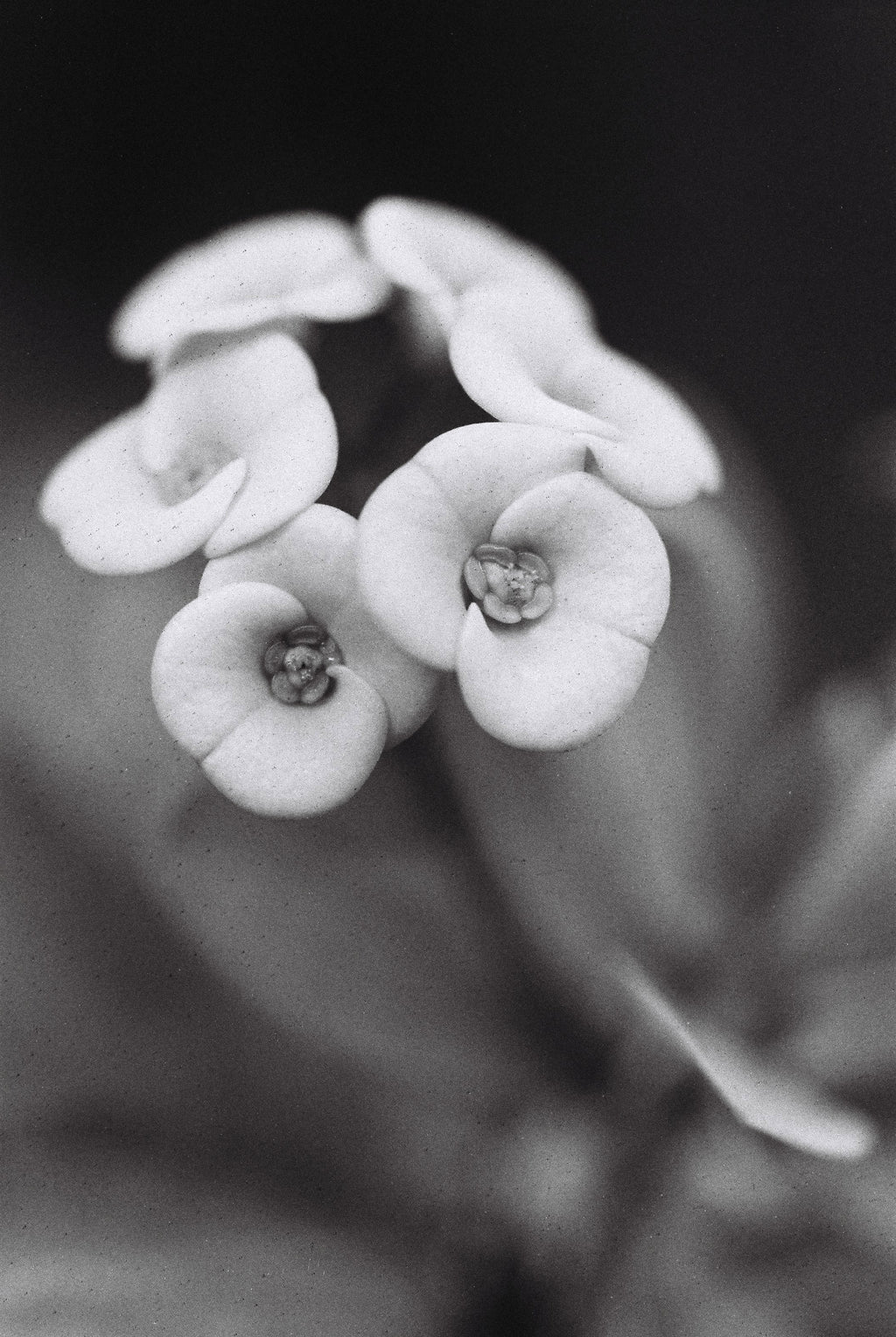 NiL : LUCKY SHD 400