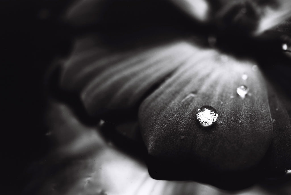 NiL : LUCKY SHD 50