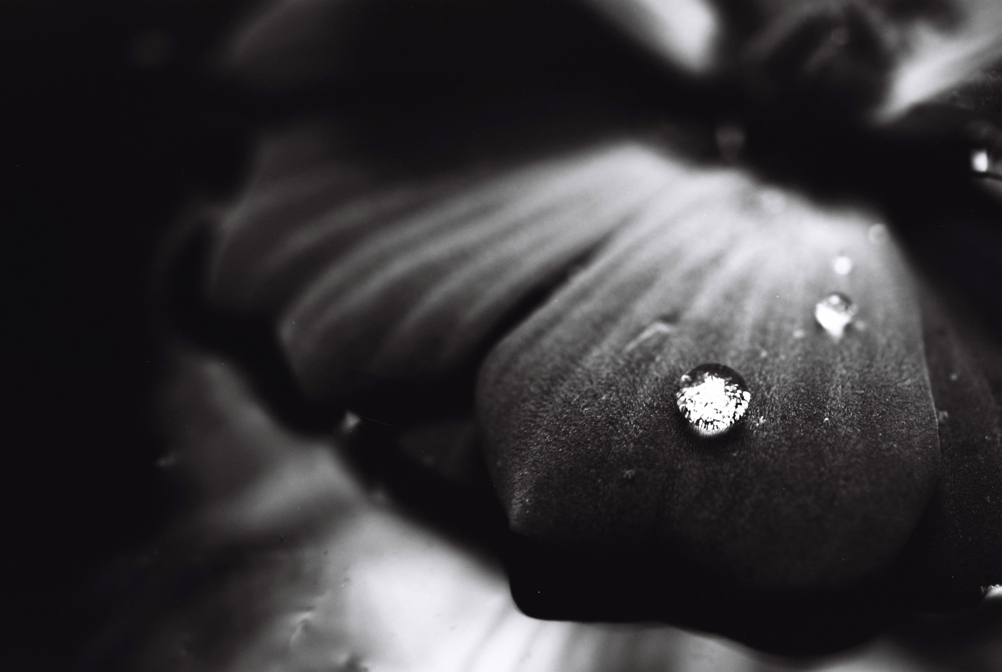NiL : LUCKY SHD 50