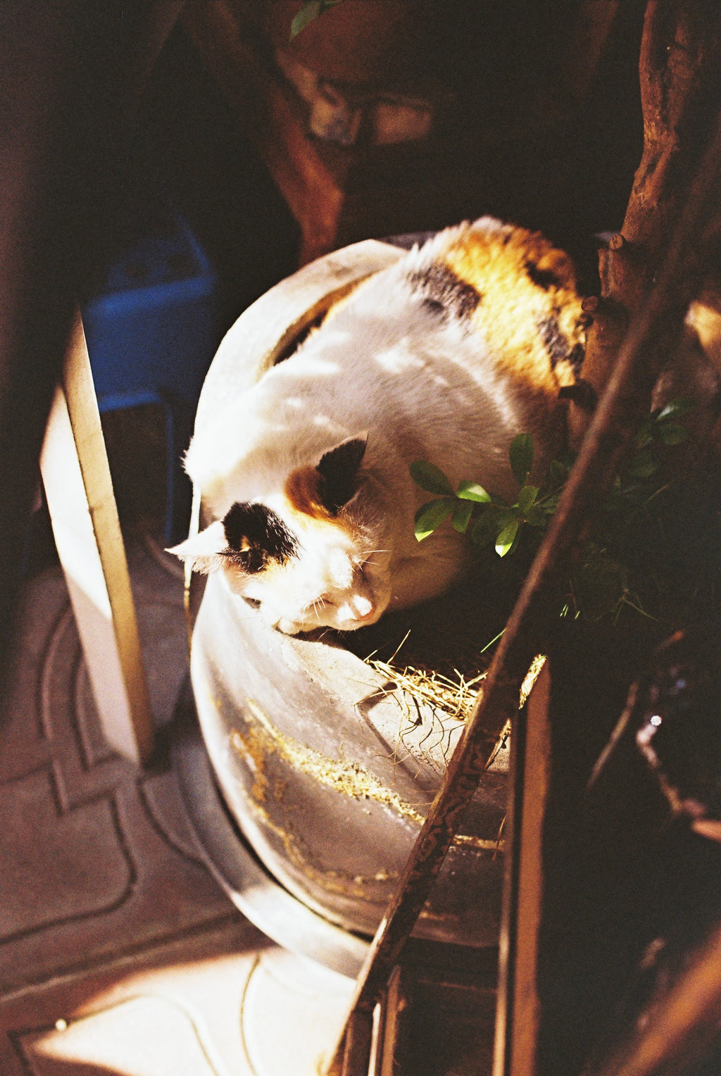 KODAK GOLD 200 EASTMAN