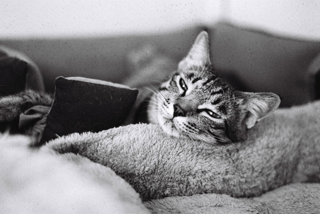 NiL : LUCKY SHD 400