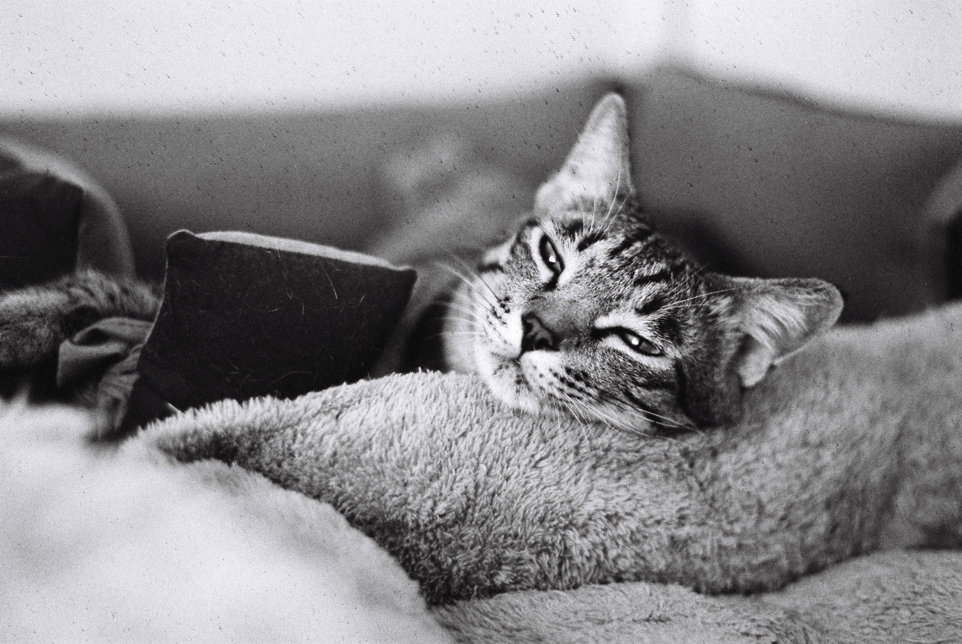 NiL : LUCKY SHD 400